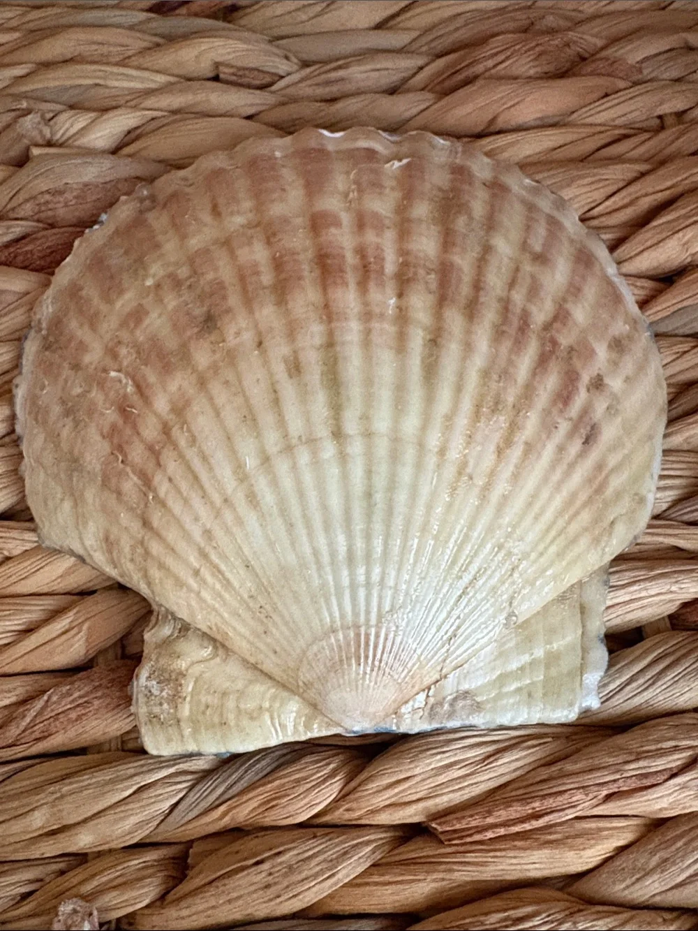 Blue Patterned Shell Bath Accessory